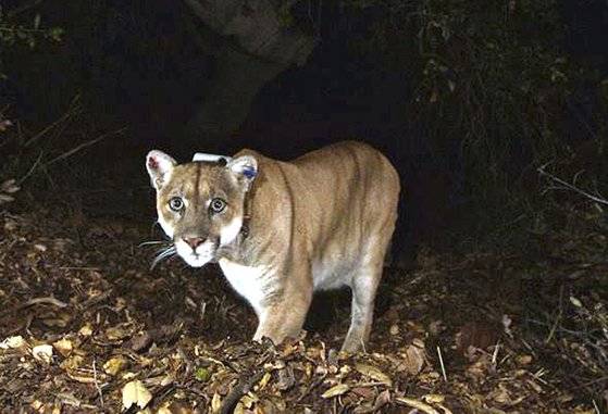퓨마. 미국에서는 쿠거 혹은 산사자(Mountain Lion)으로 불린다. AP=연합뉴스