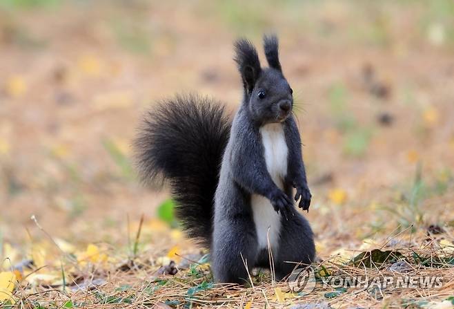 깊어가는 가을…바빠진 청설모 (강릉=연합뉴스) 유형재 기자 = 지난 24일 가을이 깊어가는 강원 강릉시 초당동 소나무 숲에서 청설모가 부지런히 움직이며 먹이를 찾고 있다. 2022.11.24 yoo21@yna.co.kr