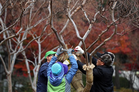 지난 24일 오전 서울 종로구 세종로 소공원에서 조경 관계자가 겨울철 나무 보호를 위해 보온덮개를 씌우고 있다. 사진=뉴시스