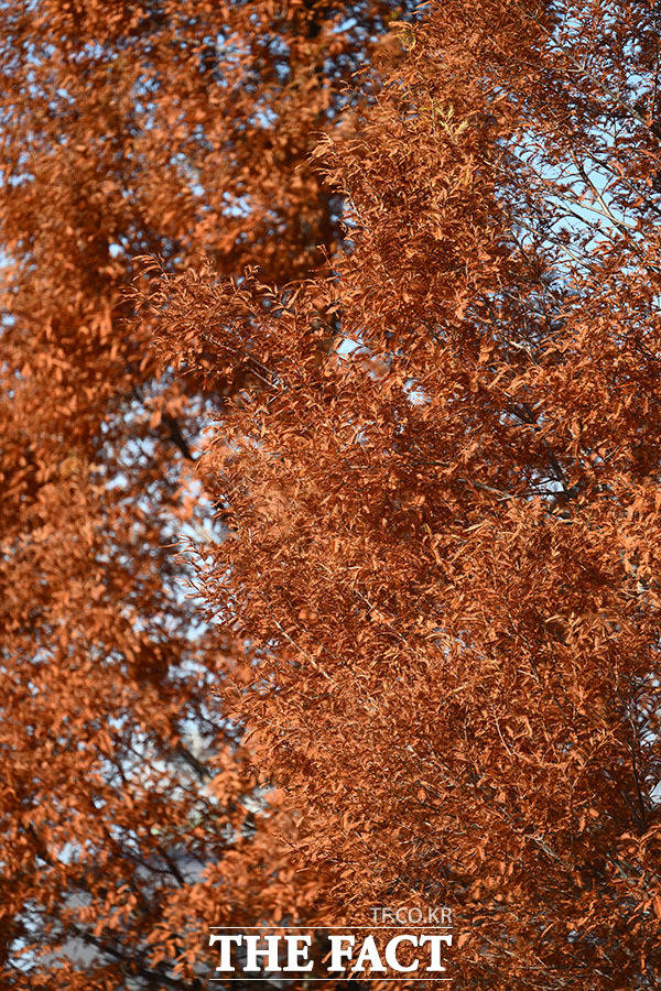 가을 하늘 가득 채운 단풍잎.