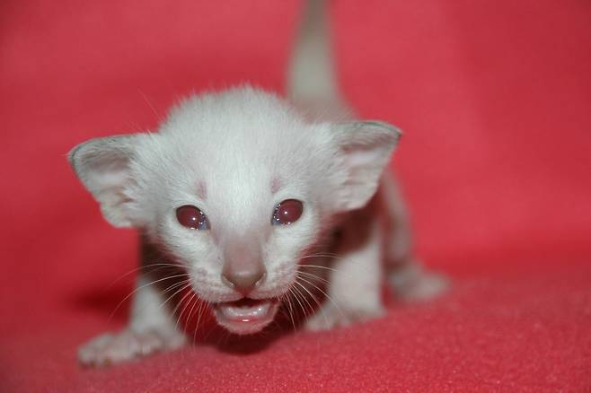 🐱알비노 고양이, 흰 고양이와 차이점은 뭘까? | 비마이펫