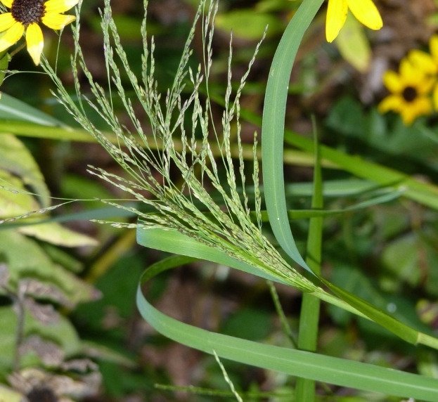 ‘마녀의 풀’로 불리는 개기장풀. 출처: inaturalist.org