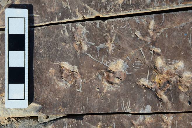 [진주=뉴시스]개구리 발자국 화석. *재판매 및 DB 금지