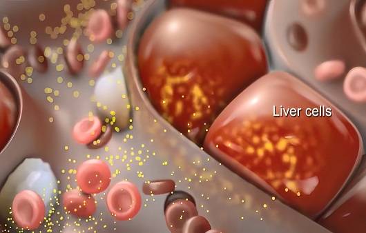 간세포ㅣ출처: 게티이미지뱅크