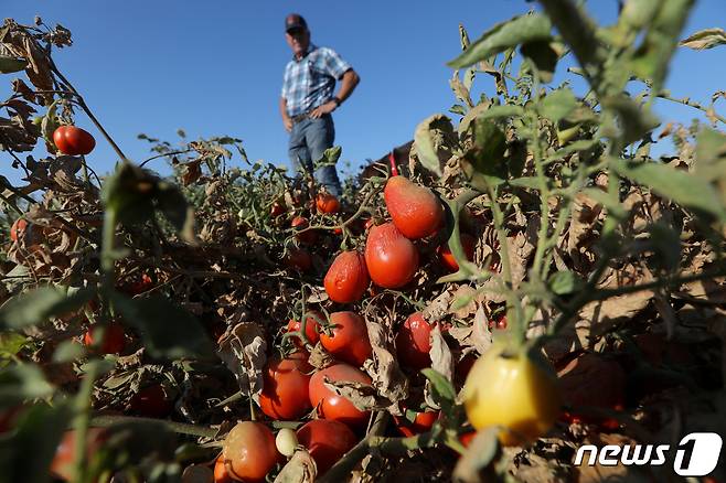 6일(현지시간) 미국 캘리포니아 북부 로스배노스지역의 한 농장에 심어 놓은 토마토가 올여름 폭염과 가뭄으로 시들어 있다. 2022.09.06 ⓒ 로이터=뉴스1 ⓒ News1 정윤미 기자