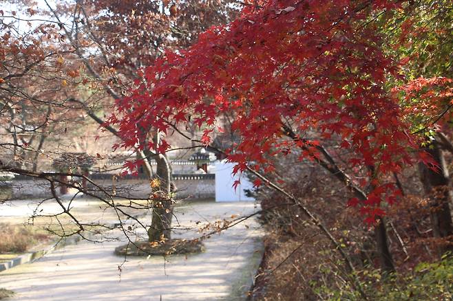 창덕궁 후원 단풍.