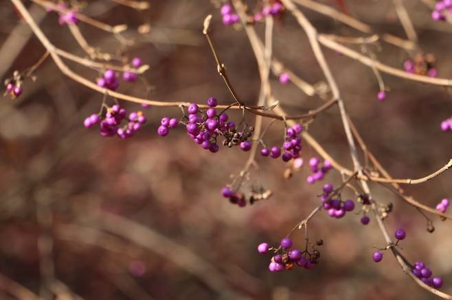 창덕궁 후원 작살나무 열매. 가운데 위쪽 새부리처럼 생긴 것이 겨울눈이다.