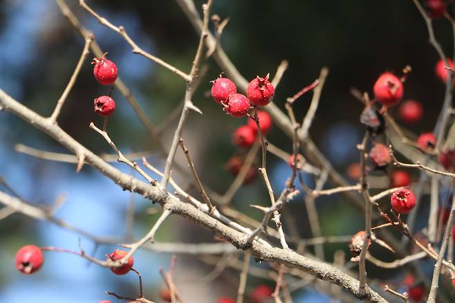 창덕궁 후원 산사나무 열매.