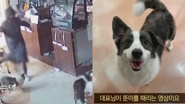 SBS TV동물농장은 서울 한 야생동물카페 운영자가 개 '뚠이'를 망치로 17회 휘둘러 사망하게 한 영상을 방송했다. 유튜브 애니멀봐 캡처
