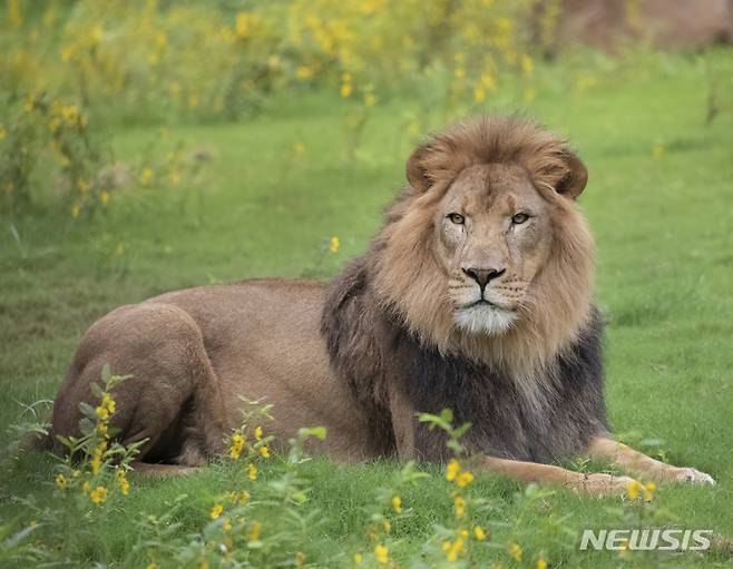 [뉴올리언스=AP/뉴시스] 미 루이지애나주 뉴올리언스의 오듀본 동물원은 동물원 내 사자 3마리가 코로나19에 확진됐으며 나머지 3마리는 검사 중이라고 29일(현지시간) 보도자료를 통해 밝혔다. 동물원 측은 아널드, 아사니, 칼리가 기침과 콧물을 흘린 후 검사를 받은 후 확진 판정을 받았고 현재 정상 식욕을 보이며 잘 지내고 있다고 전했다. 사진은 2019년 7월 20일 동물원에 있는 수사자 아널드. 2021.12.30.
