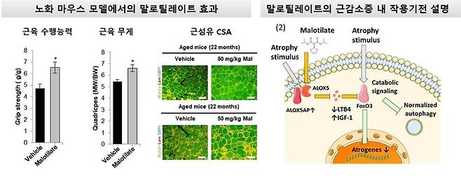 근감소증에 효과 약물 발견. 광주과학기술원(GIST) 제공