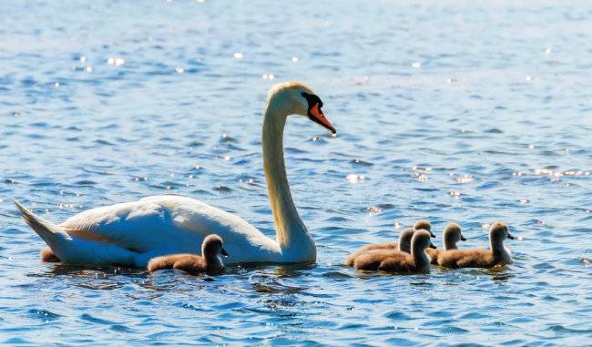 우아한 자태 이면에서 쉴 새 없이 발을 움직이는 고니처럼, 진정한 프로는 어려운 상황을 만나도 티 내지 않고 극복한다. [GettyImages]