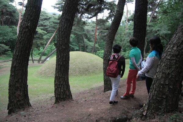 소나무 사이로 법흥왕릉이 보인다. 김재웅 교수 제공