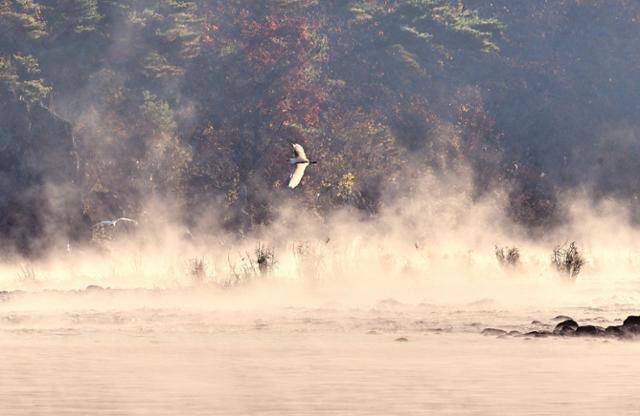겨울로 들어선 강원 영월군 동강은 날갯짓하는 백로, 조용히 흘러가는 강물, 은은히 퍼지는 물안개가 ‘삼위일체’를 이루며 우리에게 아름다운 겨울 풍경을 선사했다.
