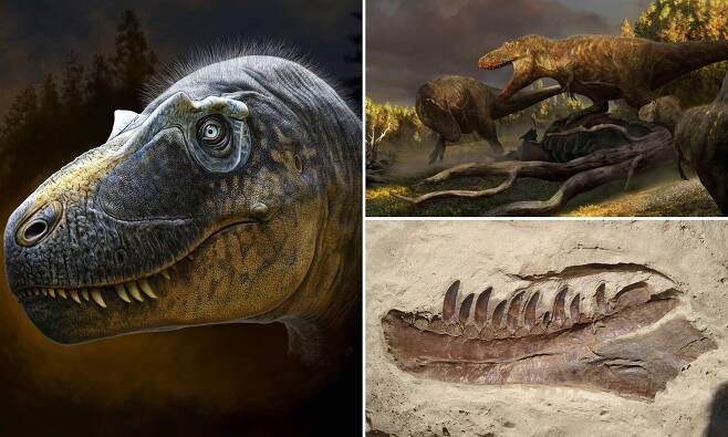 T-렉스 950만 년 빨라…눈 주위에 뿔난 신종 육식 공룡 발견