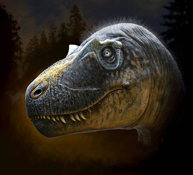 신종 공룡 다스플레토사우루스 윌소니의 눈 주변 뿔 장식 / 사진=배드랜드 공룡 박물관