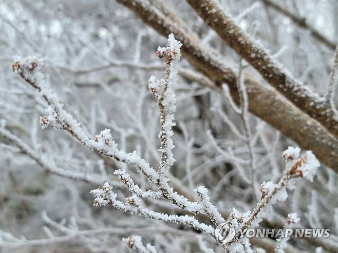 올해 첫 무등산 상고대 (광주=연합뉴스) 한파특보가 발효된 30일 무등산 국립공원에 올해 첫 상고대가 피어있다. 2022.11.30 [무등산국립공원사무소 제공. 재판매 및 DB 금지] iny@yna.co.kr