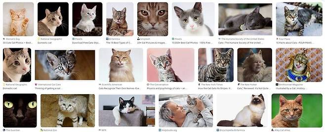 사람이 가르치지 않아도 물체를 식별할 수 있는 인공지능 기술이 발전하고 있다. 기존에는 사람이 수많은 사진을 보여주며 ‘이것이 고양이’라고 라벨링 하는 방식으로 인공지능을 학습시켰다. 구글 이미지 갈무리