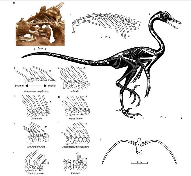 '다이빙 새' 닮은 육식성 두발 공룡 '나토베나토르 폴리돈투스'의 골격구조 [Communications Biology 논문 캡처. 재판매 및 DB 금지]
