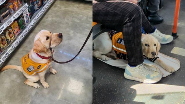 퍼피워킹 시절 안내견 교육을 받고 있는 꽃담이. 꽃담이 퍼피워커 제공