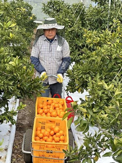 지난달 16일 제주시 애월읍의 한 농장에서 농민이 수확한 타이벡 감귤을 콘테나(플라스틱박스)에 담아 옮기고 있다. 최충일 기자