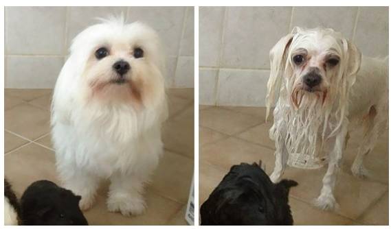 장모종 말티즈의 목욕 전후 모습. 털이 젖자 앙상한 몸이 드러났다.