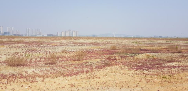 매립지인 인천 송도의 검은머리갈매기 집단 번식지 전경. 국립생태원 제공