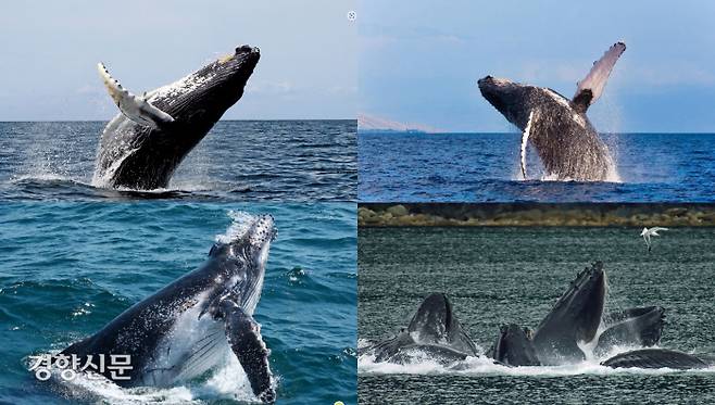 혹등고래는 큰 몸집의 3분의 2까지 물 위로 힘차게 솟구쳤다가 수면으로 떨어지는 ‘브리칭(breaching)’으로 유명한 고래이다.이밖에 가슴지느러미치기, 꼬리지느러미치기 등 다양한 행동을 보여주는 특징이 있다.|출처:위키백과