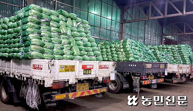 서울 가락시장에서 배추를 실은 화물차들이 경매가 시작되기를 기다리고 있다.