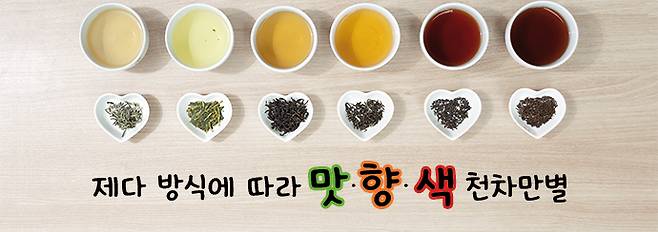 백차(왼쪽부터), 녹차, 청차, 황차, 홍차, 흑차.