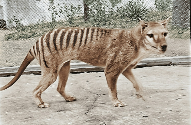 80여 년 전 멸종한 태즈메이니아 호랑이의 생전 모습