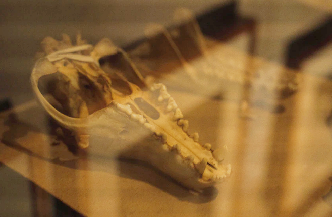 호주 현지 박물관 벽장에 방치돼 있던 멸종동물 태즈메이니아 호랑이의 뼈대