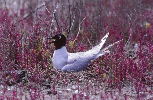 포란 중인 검은머리갈매기 [국립생태원 제공]