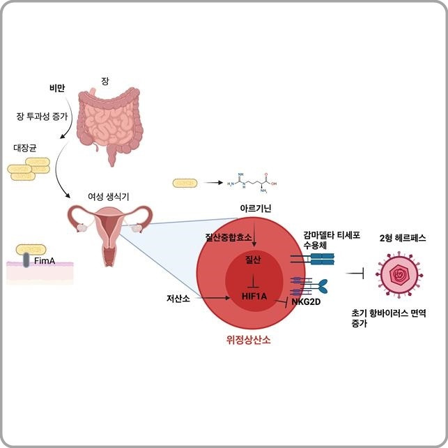 [대전=뉴시스] 비만 시 질 내 공생미생물과 감마델타 T세포 상호 작용을 통한 항헤르페스 면역반응 강화 메커니즘. *재판매 및 DB 금지