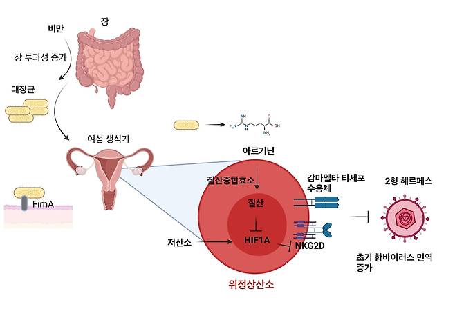 연구 결과 모식도 비만 시 질 내 공생미생물과 감마델타 T세포 상호작용을 통한 항헤르페스 면역반응 강화 구조 [한국과학기술원(KAIST) 제공. 재판매 및 DB 금지]