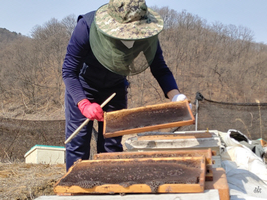 지난 3월 7일 아산 양봉장에서 농업인이 꿀벌이 사라진 벌집을 들어 살펴보고 있다. 사진=충남도 제공