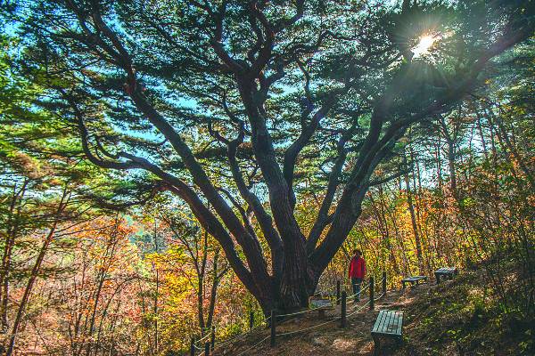 밑동에서부터 아홉 갈래로 굵은 가지가 뻗은 웅도 반송.