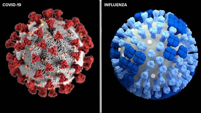 코로나19 바이러스(왼쪽)와 인플루엔자 바이러스. 둘 다 RNA 바이러스로 구조는 비슷하지만 표면에 난 단백질 종류가 다르다. 코로나19 바이러스 표면의 붉은 돌기는 스파이크 단백질, 인플루엔자 바이러스 표면의 옅은 파란색은 헤마글루티닌, 짙은 파란색은 뉴라미니다제다. 스파이크 단백질과 헤마글루티닌은 세포 침투 도구, 뉴라미니다제는 세포 탈출 도구다. 미 질병통제예방센터 제공