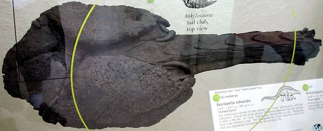 안킬로사우루스의 꼬리 해머 화석. 길이가 60㎝에 이른다. 라이언 솜마, 위키미디어 코먼스 제공.