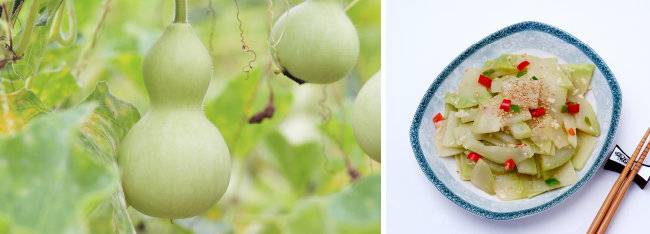 둥근 박은 여름부터 가을까지, 껍질이 너무 딱딱해지기 전에 수확해 먹는 것이 좋다(왼쪽). 박의 살을 띠처럼 길게 깎아 말린 박고지로 만든 무침. [Gettyimage]