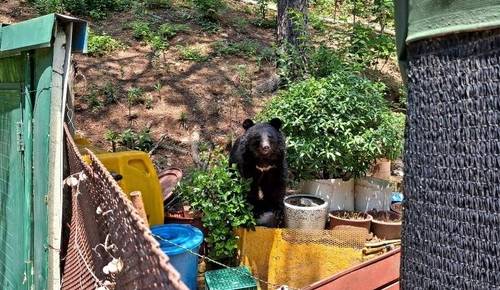 2021년 5월 울산에서 목격된 곰. 사진=연합뉴스·울산소방본부 제공