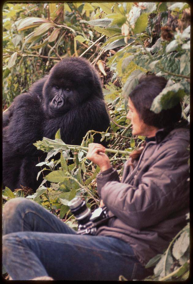 1970년 1월 르완다의 화산국립공원에서 다이앤 포시가 산악고릴라를 바라보고 있다. 밥 캠벨 자료 모음, 특수&공간 연구 컬렉션, 조지 A. 스매서 도서관, 플로리다대 제공