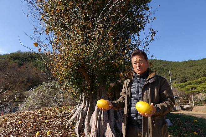 2022년 12월1일 신전리 관광농원 주인 박평진씨가 모과나무 옆에 떨어진 모과를 들고 서 있다.