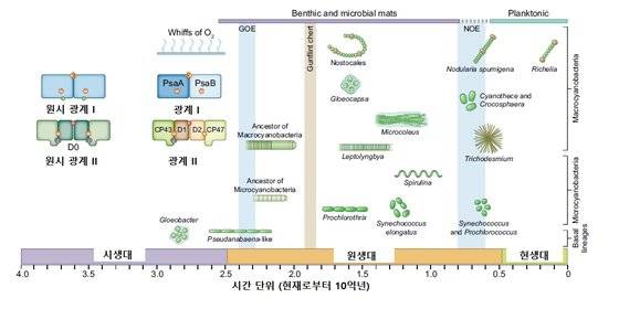 남세균의 진화와 출현 시기. 원시 광계 I과 원시 광계 II가 시아노파지와의 공진화를 통해 광계 I과 광계 II로 진화했다. 그람에서 GOE(Great Oxygen Event)는 남세균의 출현으로 지구 대기 중에 산소가 급격하게 증가한 시기를 나타낸다. [자료: New Phytologist, 2019]