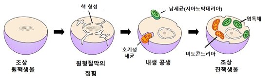 원핵생물이 내공생을 통해 진핵생물로 진화하는 과정.