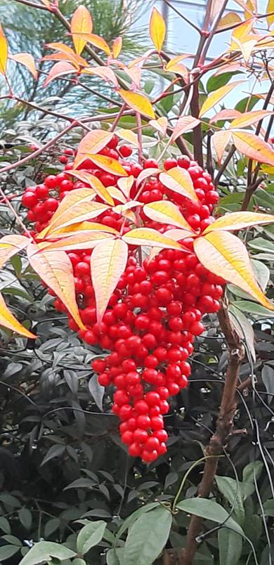 겨울 붉은 포도송이처럼 열린 남천 열매. 서울 서대문구청 뜨락에는 남천나무가 많다. 2021년 12월10일 촬영