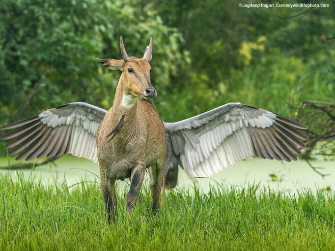 Jagdeep Rajput. (Indian) 'Pegasus, the flying horse'