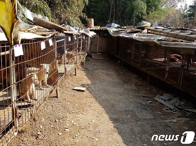 12일 오후 광주 북구 비엔날레 인근에 위치한 폐쇄를 앞둔 개 농장에서 입양되지 못한 개들이 뜬장 등에 갇혀 있다. (광주시 동물보호소 제공) 2022.12.12/뉴스1