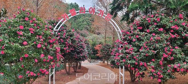 신안 '섬 겨울꽃축제' 내년 1월 31일까지 진행