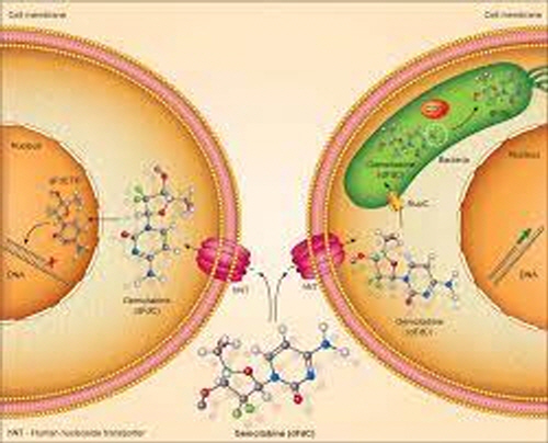 항암제 젬시타빈(dFdC)은 시티딘 유사물질로 암세포 안으로 들어가 DNA 합성을 방해해 작용한다(왼쪽). 암세포의 젬시타빈 내성은 내부에 존재하는 박테리아(녹색)가 젬시타빈을 다른 물질로 바꿔 없앤 결과로 밝혀졌다(오른쪽). 분자&세포 종양학 제공
